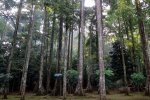 Hutan Pinus di Desa Garahan, Kabupaten Jember, Jawa Timur 