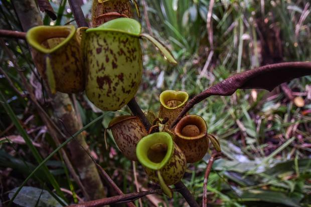 Sejumlah kantong semar (Nepenthes clipeata) tumbuh subur di hutan alam Semenanjung Kampar, Provinsi Riau, Minggu (20/12/2020). Pemerintah Indonesia kini berupaya untuk melestarikan kantong semar sebagai flora endemik yang dilindungi karena terancam punah 