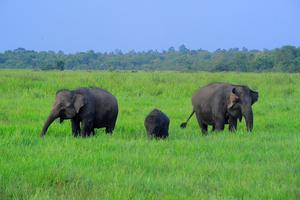 GAJAH SUMATRA TAMAN NASIONAL WAY KAMBAS