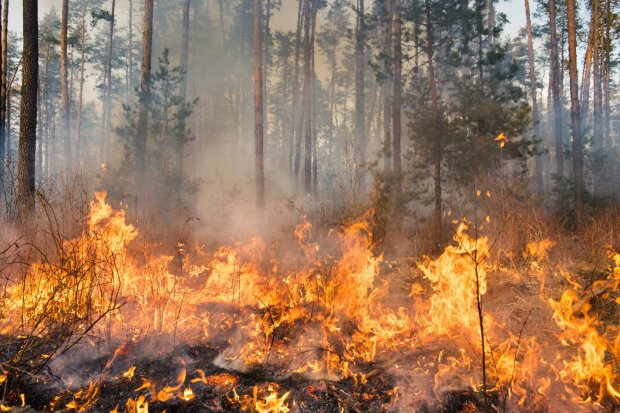 Ilustrasi Kebakaran Hutan dan Lahan