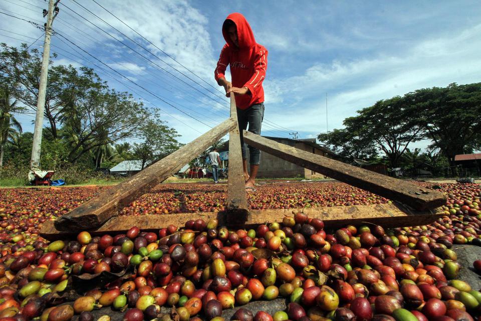 Petani menjemur buah kopi di Desa Pulo Rungkom, Aceh Utara, Aceh, Selasa (26/1/2021). Direktorat Jenderal Perkebunan Kementerian Pertanian (Kementan) telah menetapkan target produksi kopi nasional 2021 sebesar 834.750 ton, naik dari tahun 2020 sebanyak 76