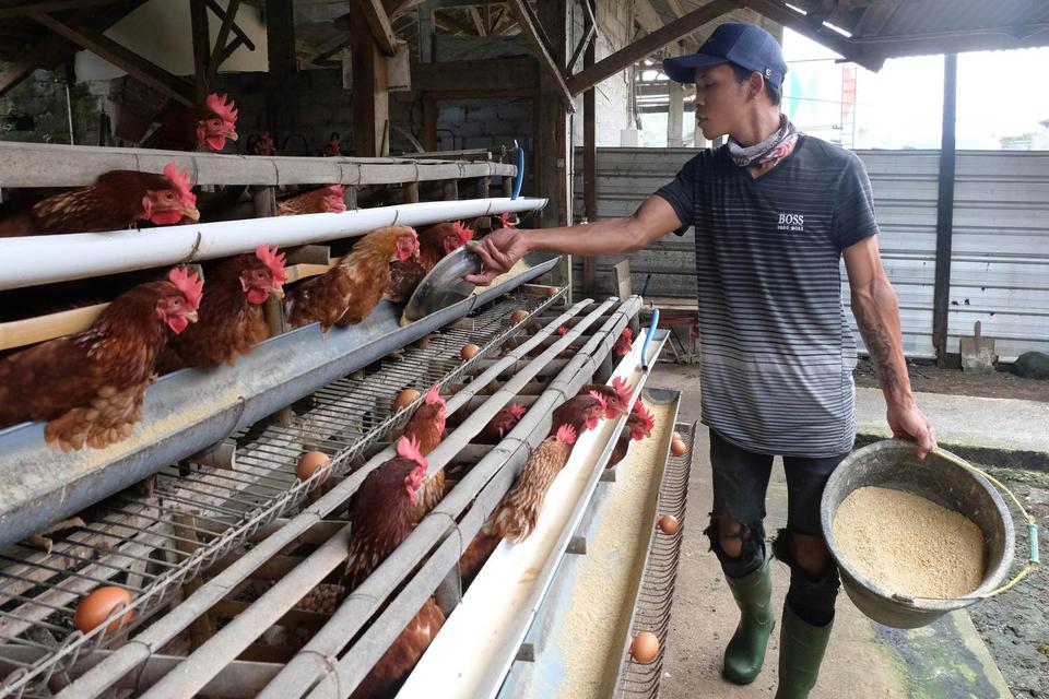 Pekerja memberi pakan ayam petelur di sebuah peternakan di Desa Muntung, Candiroto, Temanggung, Jawa Tengah, Jumat (29/1/2021). Peternak mengeluhkan harga pakan ayam konsentrat yang terus mengalami kenaikan sejak bulan Desember tahun lalu yang mencapai Rp