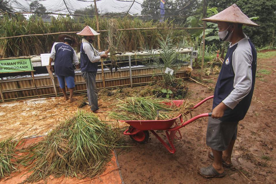 Petani memanen padi yang ditanam dengan dengan sistem hidroganik di Perumahaan Bumi Sawangan Indah, Depok, Jawa Barat, Selasa (16/2/2021). Kelompok Tani Terpadu Angsana 12 memanfaatkan lahan tidur di sekitar perumahan mereka sebagai lokasi menanam padi de