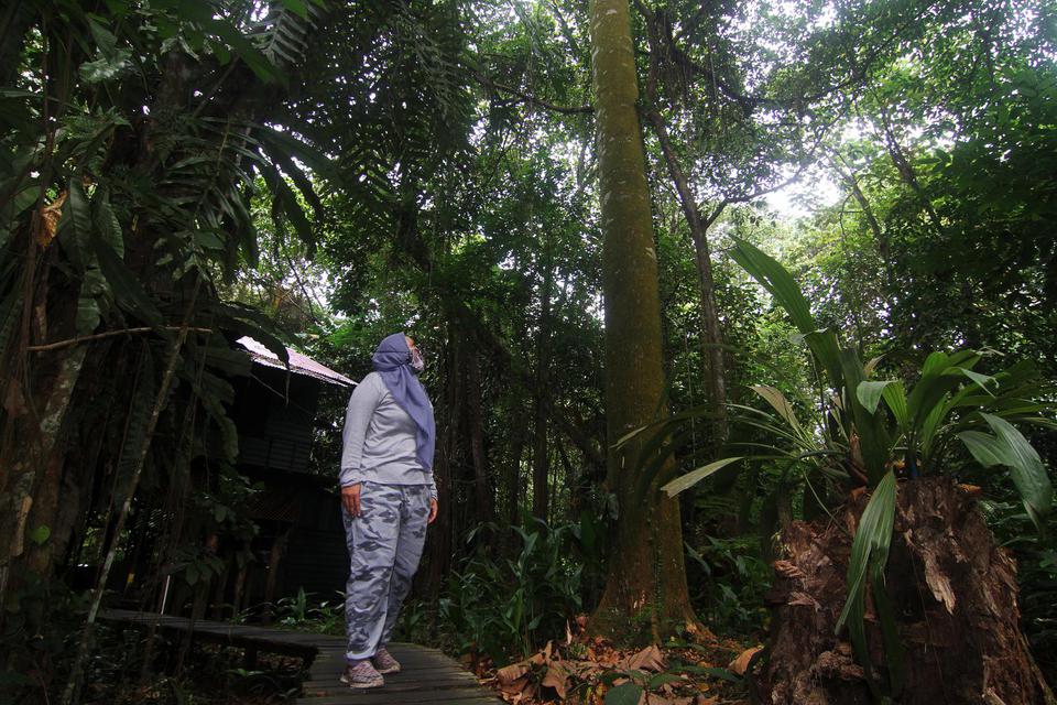 Kehilangan Hutan Primer Indonesia Naik 14% di 2025 — Didorong Sawit, Nikel, dan Swasembada Pangan