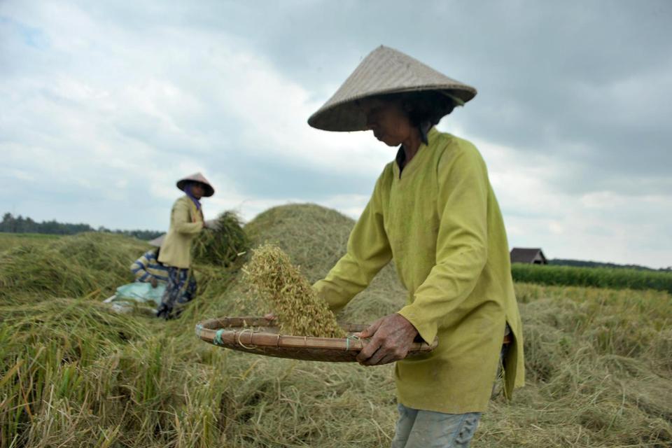 harga beras, produksi padi, luas panen padi