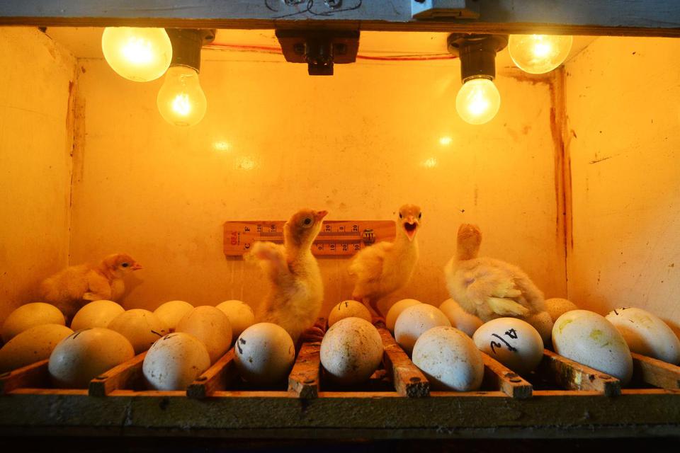 Sejumlah anak Ayam Kalkun berada di dalam alat penetas telur unggas setelah menetas di Desa Undaan Kidul, Kudus, Jawa Tengah, Kamis (25/2/2021). Indonesia terancam serbuan daging impor asal Brasil bila kalah banding ddi WTO.