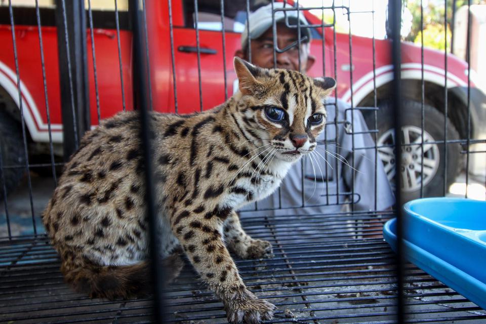 Salah satu kucing Kuwuk atau kucing hutan (prionailurus bengalensis) serahan warga berada di kandang observasi Balai Konservasi Sumber Daya Alam (BKSDA) resort Aceh Utara, di Lhokseumawe, Aceh, Jumat (26/2/2021). Kucing kuwuk dikenal juga macan akar itu s