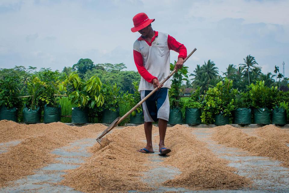 Pekerja menjemur gabah di Rangkasbitung, Lebak, Banten, Rabu (3/3/2021). Pemerintah berencana membentuk Badan Pangan Nasional yang akan mengurusi semua masalah pangan, termasuk kebijakan impor.