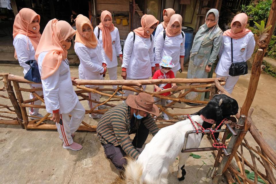 Ilustrasi manfaat susu kambing etawa