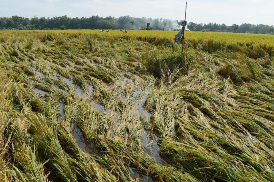 Tanaman padi yang roboh di Garon, Kabupaten Madiun, Jawa Timur, Senin (29/3/2021). Harga gabah merosot akibat isu impor beras saat musim panen pada Maret 2021.