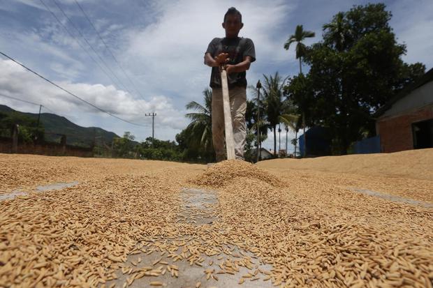 Petani menjemur gabah hasil panen di Aceh Besar, Aceh, Senin (29/3/2021). Kementerian Pertanian menyebutkan produksi beras dalam negeri selama masa panen raya awal tahun 2021 berpeluang untuk ekspor mengingat permintaan dari negara lain cukup tinggi sepe