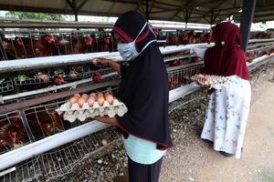 PETERNAKAN AYAM PETELUR