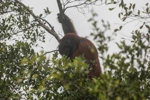 WISATA SUSUR SUNGAI TAMAN NASIONAL TANJUNG PUTING