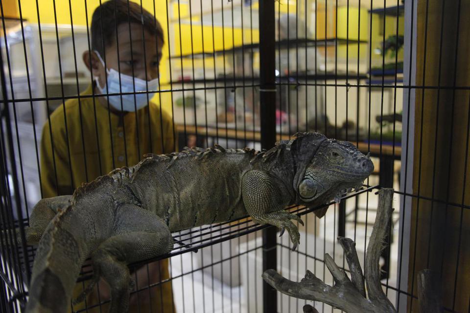 Reptil iguana salah satu contoh hewan ovovivipar