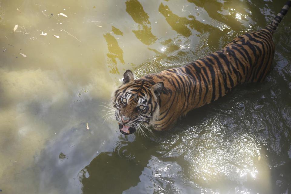 Harimau Sumatera (Panthera Tigris Sumatrae) berendam dikandangnya di Solo Zoo Taman Satwa Taru Jurug (TSTJ), Solo, Jawa Tengah, Rabu (14/4/2021). Data populasi harimau Sumatera di Indonesia berdasarkan data Kementerian Lingkungan Hidup dan Kehutanan (KLHK