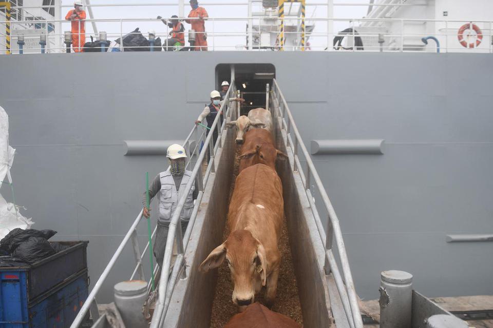 Petugas menurunkan sapi impor dari Australia di Pelabuhan Tanjung Priok, Jakarta, Kamis (15/4/2021). 