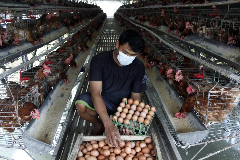 Pekerja memasukkan telur ayam ke dalam peti di Cisadane Pradana Farm, Kelurahan Cilendek Barat, Kota Bogor, Jawa Barat, Sabtu (17/4/2021). Kementerian Pertanian menyebut ada potensi kelangkaan telur ayam setelah Lebaran.