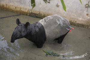 EVAKUASI TAPIR DARI PERMUKIMAN