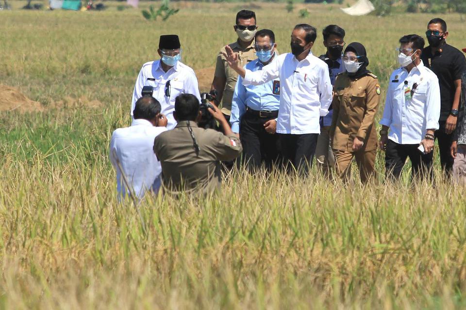 Jokowi, pertanian, papua