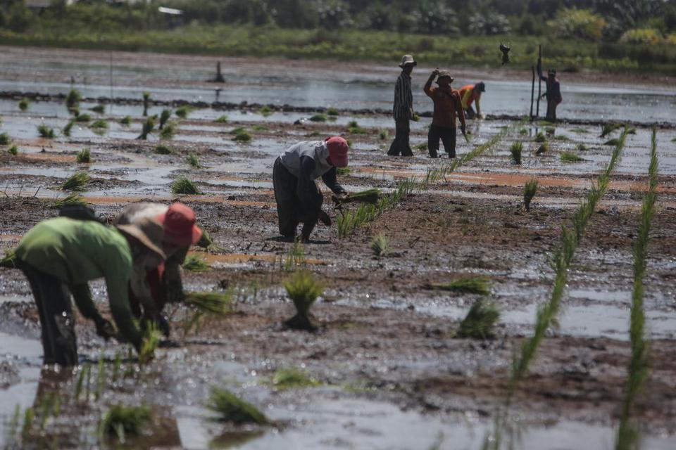 Sejumlah petani menanam padi jenis Inpari 42 di lahan rawa di areal 'food estate' Dadahup, Desa Bentuk Jaya, Kabupaten Kapuas, Kalimantan Tengah, Rabu (21/4/2021).