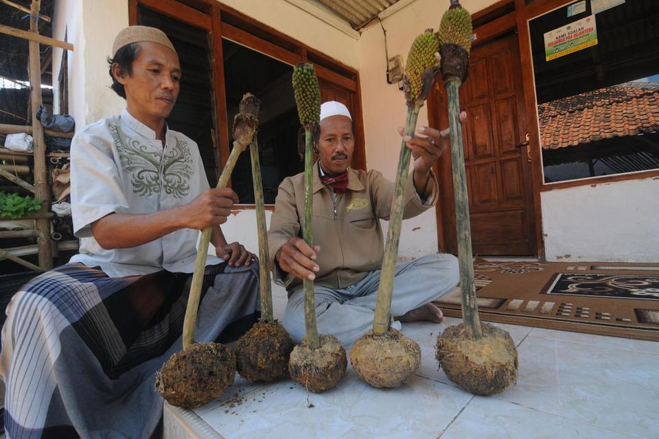 Petani menunjukkan umbi tanaman porang hasil bibit lokal di Desa Angsanah, Pamekasan, Jawa Timur, Senin (26/4/2021). Pemkab Pamekasan terus mendorong budidaya tanaman porang di daerah itu karena mempunyai nilai ekonomi yang cukup tinggi.