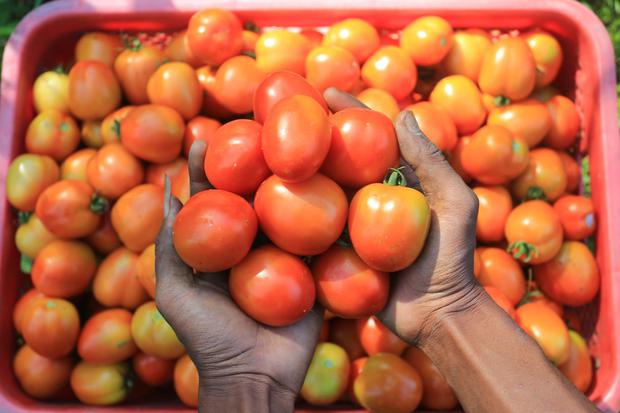 15 Manfaat Tomat yang Kaya Nutrisi untuk Kesehatan Tubuh - Lifestyle  Katadata.co.id