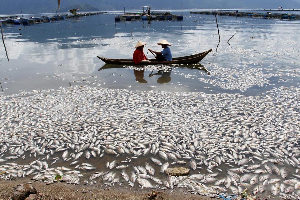 angin kencang, ikan mati, Danau Maninjau