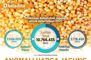 Infografik_Anomali Harga Jagung Tekan Daya Saing Produk Perunggasan 