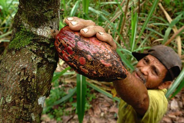 Petani memetik buah kakao yang membusuk dari pohonnya di Desa Takosang, Mamuju, Sulawesi Barat, Kamis (20/5/2021). 