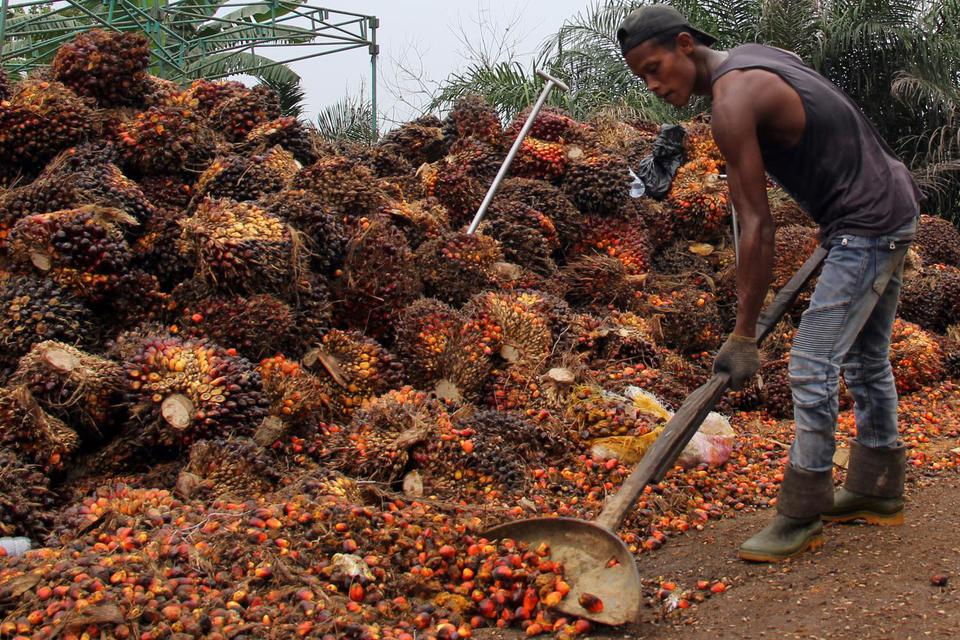 Pekerja mengumpulkan buah sawit di sebuah RAM Kelurahan Purnama Dumai, Riau, Jumat (21/5/2021). Harga TBS sawit di Riau periode 19-25 Mei 2021 naik Rp82,49 per kilo menjadi Rp2.646,15 per kilo dan diperkirakan periode berikut harga komoditas tersebut akan