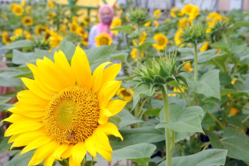 manfaat bunga matahari