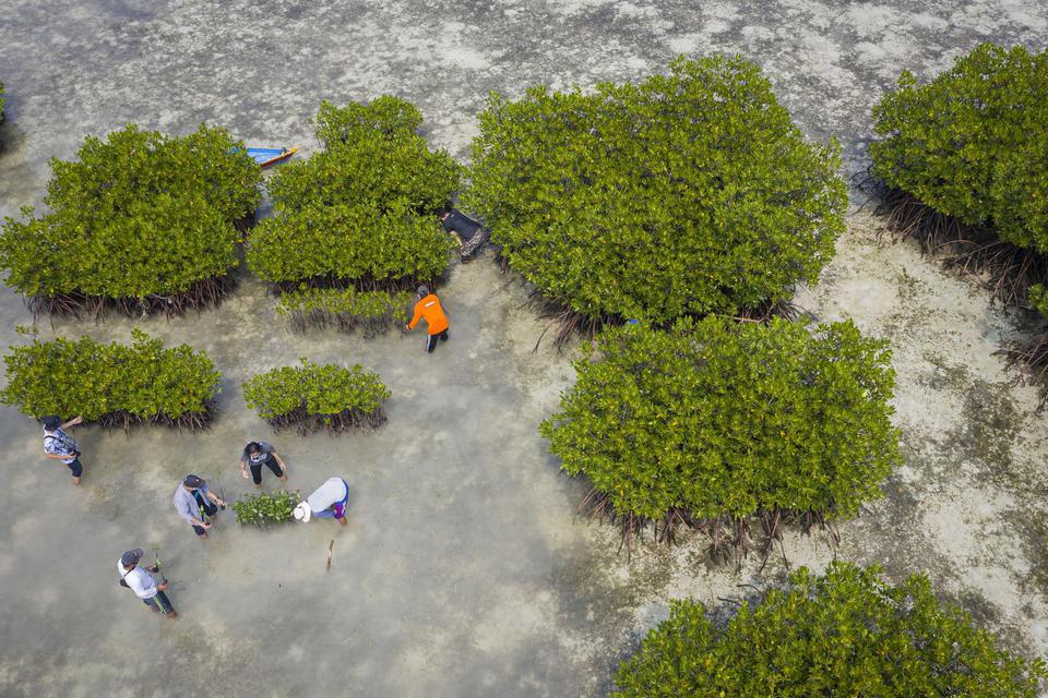 Sejumlah aktivis dan warga menanam bibit bakau di perairan pantai Pulau Harapan, Kabupaten Kepulauan Seribu, DKI Jakarta, Sabtu (22/5/2021). Penanaman bakau oleh Yayasan Kehati dan lembaga Divers Clean Action (DCA) di Pulau Harapan tersebut menjadi bagian