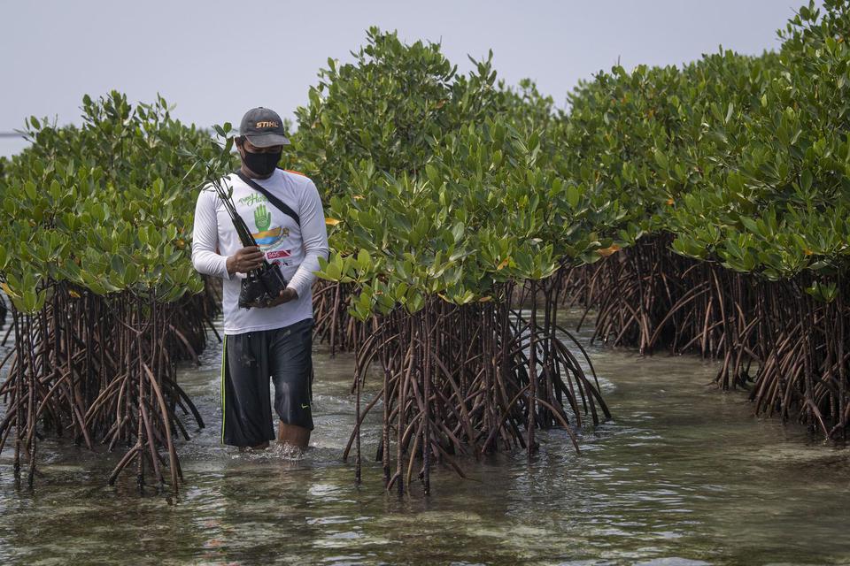 Fungsi dan Manfaat Hutan Mangrove Bagi Lingkungan