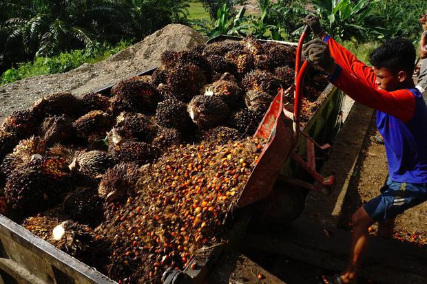 Pekerja menyusun tandan buah segar (TBS) kelapa sawit ke atas mobil di Tarailu, Mamuju, Sulawesi Barat, Minggu (23/05/2021). Harga TBS kelapa sawit tingkat petani sejak dua bulan terakhir turun dari harga Rp1.900 per kilogram menjadi Rp1.680 per kilogram 