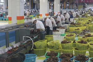 PASOKAN KELAPA INDONESIA UNTUK PABRIK MINUMAN KELAPA DI CHINA