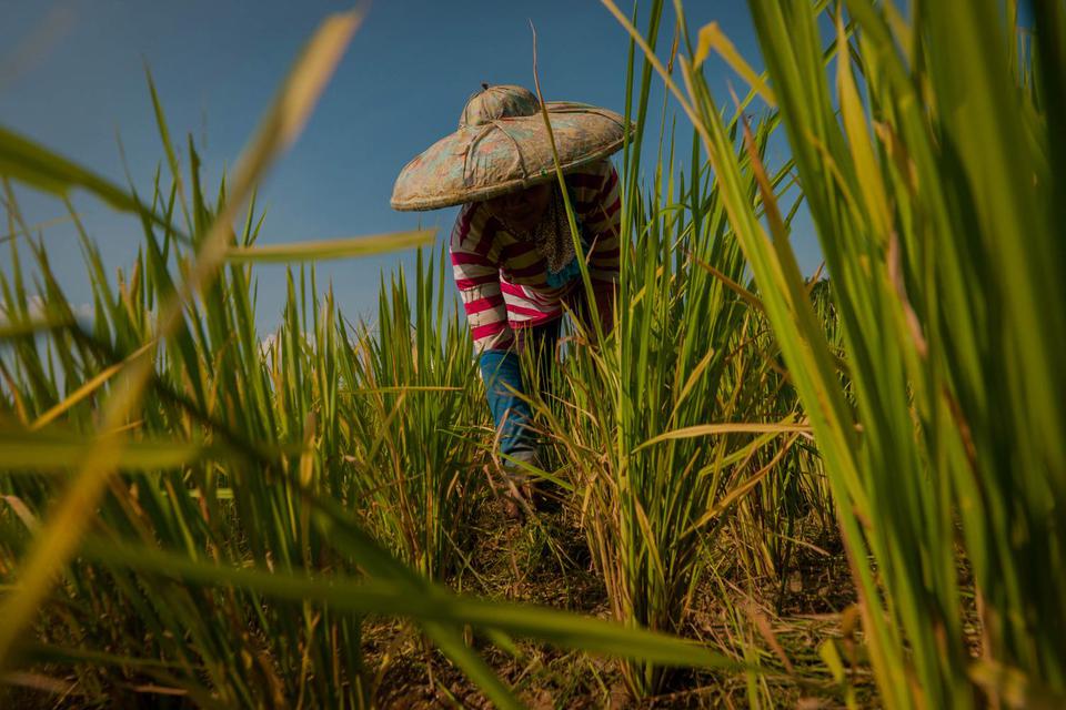 Petani merawat padi di Desa Sudamanik, Lebak, Banten, Selasa (25/5/2021). Badan Pusat Statistik (BPS) mencatat upah nominal harian buruh tani nasional pada April 2021 naik sebesar 0,28 persen menjadi Rp56.629 per hari dibanding pada bulan Maret 2021 sebes