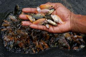 BANTUAN BENIH IKAN UNTUK PETAMBAK