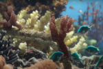 Tampilan terumbu karang dalam film The Film That Grows Coral 