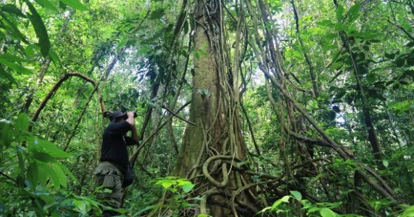 Mengapa hutan dapat mempertahankan siklus oksigen karbondioksida dan air