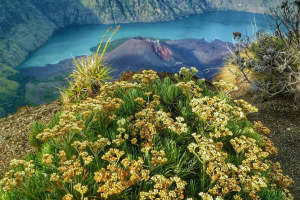 Gunung rinjani