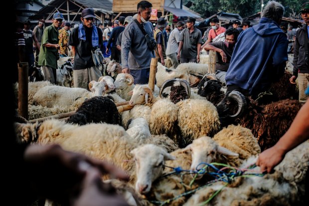Penjual hewan kurban menjajakan hewan dagangannya di Pasar Hewan Jonggol, Kabupaten Bogor, Jawa Barat, Senin (19/7/2021). Jelang Hari Raya Idul Adha 1442 H aktivitas jual beli hewan kurban di Pasar Hewan Jonggol terpantau padat tanpa menjalankan protokol