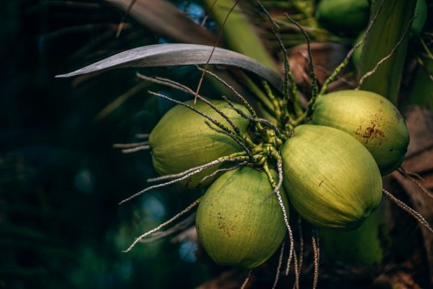 Buah kelapa muda yang memiliki manfaat air kelapa