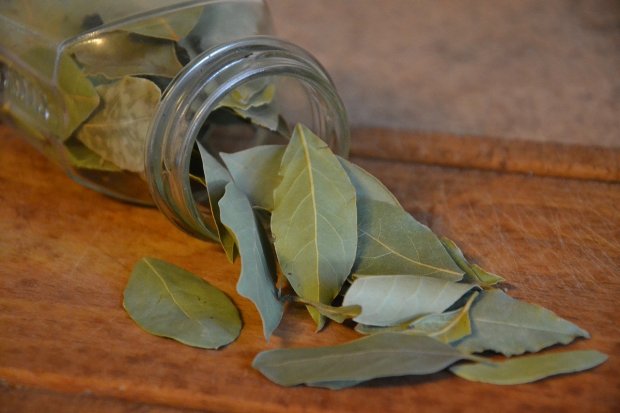 Mengenal 17 Manfaat Daun Salam Untuk Kesehatan Tubuh, manfaat daun salam, manfaat rebusan daun salam, manfaat daun salam untuk kesehatan, kandungan daun salam