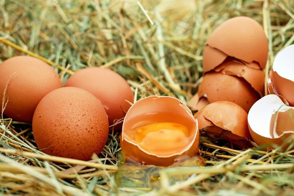 Ragam Manfaat Telur untuk Kesehatan dan Kecantikan