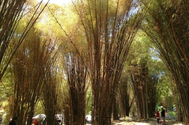 Hutan Bambu Keputih terletak di Jalan Raya Marina Asri, Keputih, Kecamatan Sukolilo, Kota Surabaya, Jawa Timur. 