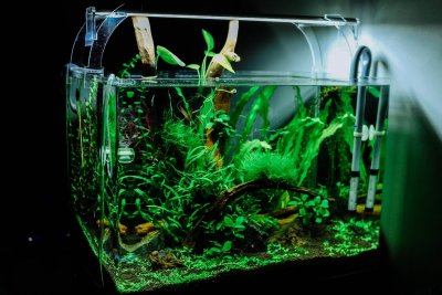 9800 Contoh Gambar Aquarium Aquascape Terbaik