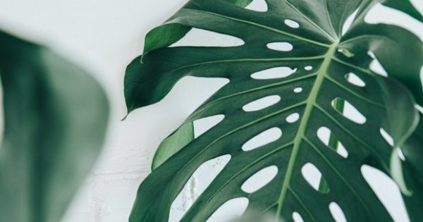Image of Monstera