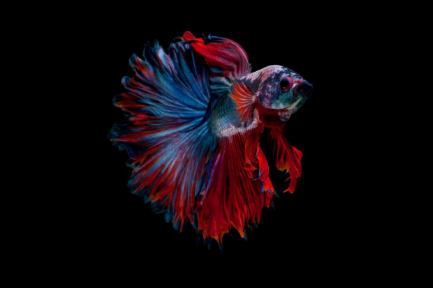 Ikan Cupang Rosetail