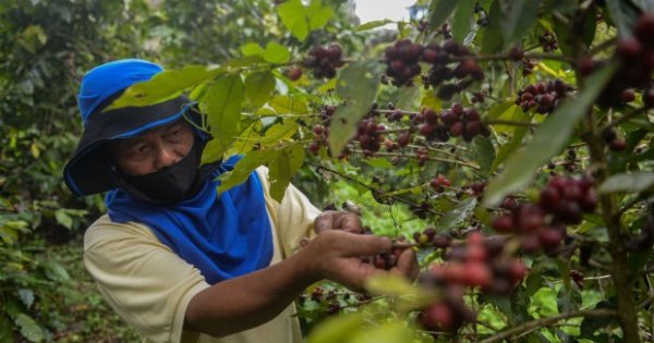 Inilah Alasan Mengapa Indonesia Disebut Sebagai Negara Agraris Nasional Katadata Co Id
