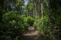 Kopi Koya Primadona Baru Kopi Nusantara